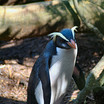 Fiordland Penguin